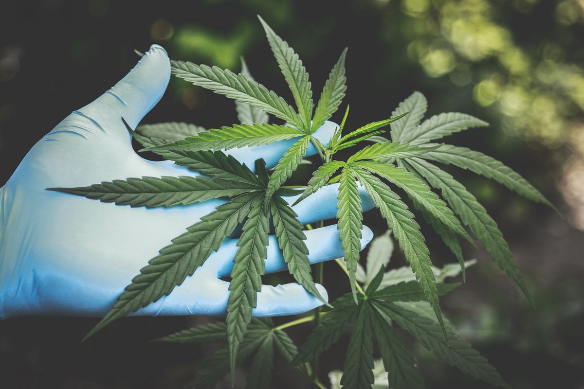 Das Bild zeigt die Blüte einer Cannabis Pflanze, da runter eine Hand in einem hellblauen Handschuh.