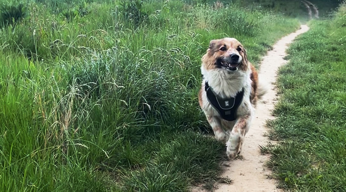 Hund auf einem Weg in einer Grünanlage in Solingen-Ohligs
